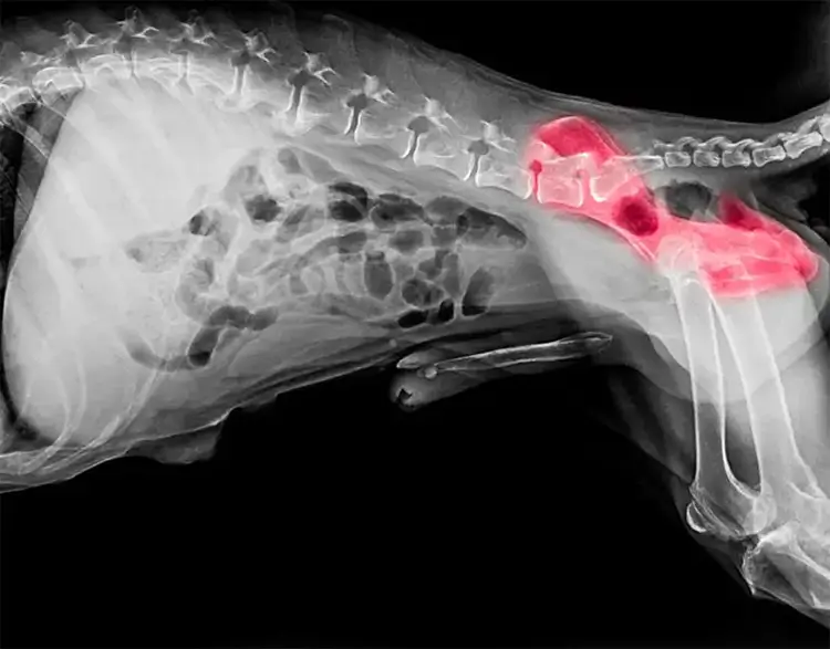 AI ska tolka höftledsröntgen – nytt forskningsprojekt för hundars hälsa