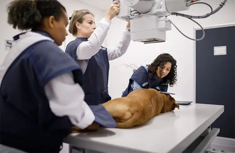 AI ska tolka höftledsröntgen – nytt forskningsprojekt för hundars hälsa