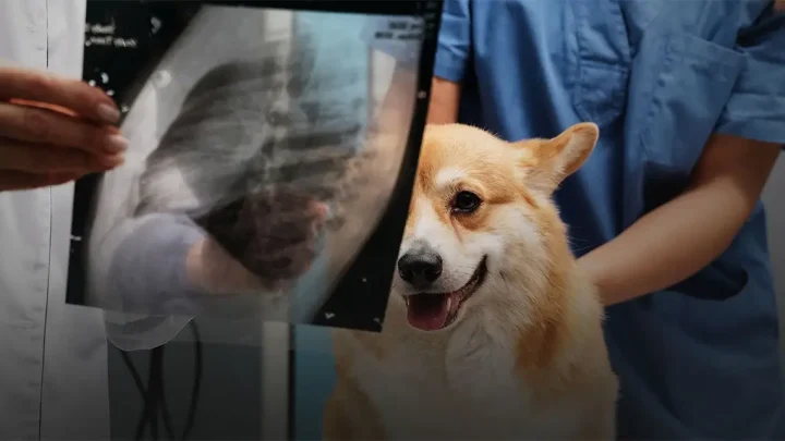AI ska tolka höftledsröntgen – nytt forskningsprojekt för hundars hälsa