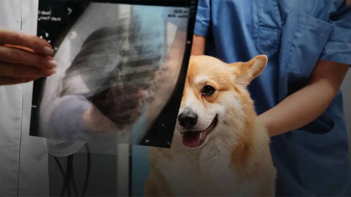 AI ska tolka höftledsröntgen – nytt forskningsprojekt för hundars hälsa